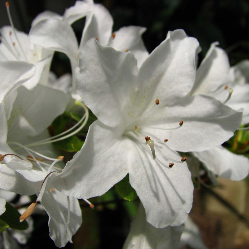 Azalea obtusum Palestrina - Japanische Azalee (Flowering)