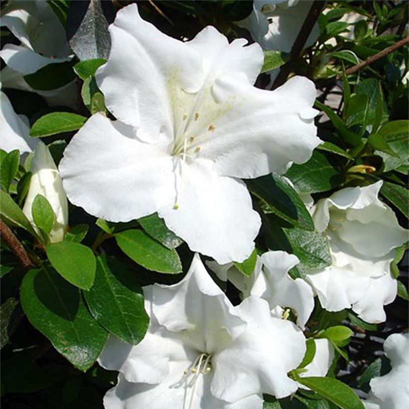Japanische Azalee Dorothy Heiden - Azalea (Flowering)