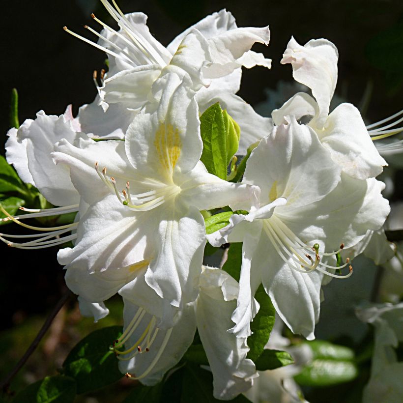Sommergrüne Azalee Oxydol - Azalea (Flowering)