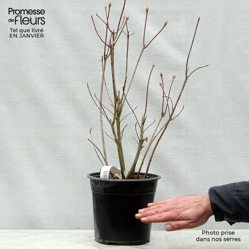 Exemplar von Sommergrüne Azalee Glowing Embers - Azalea mollis Topf mit 4L/5L wie im Winter geliefert