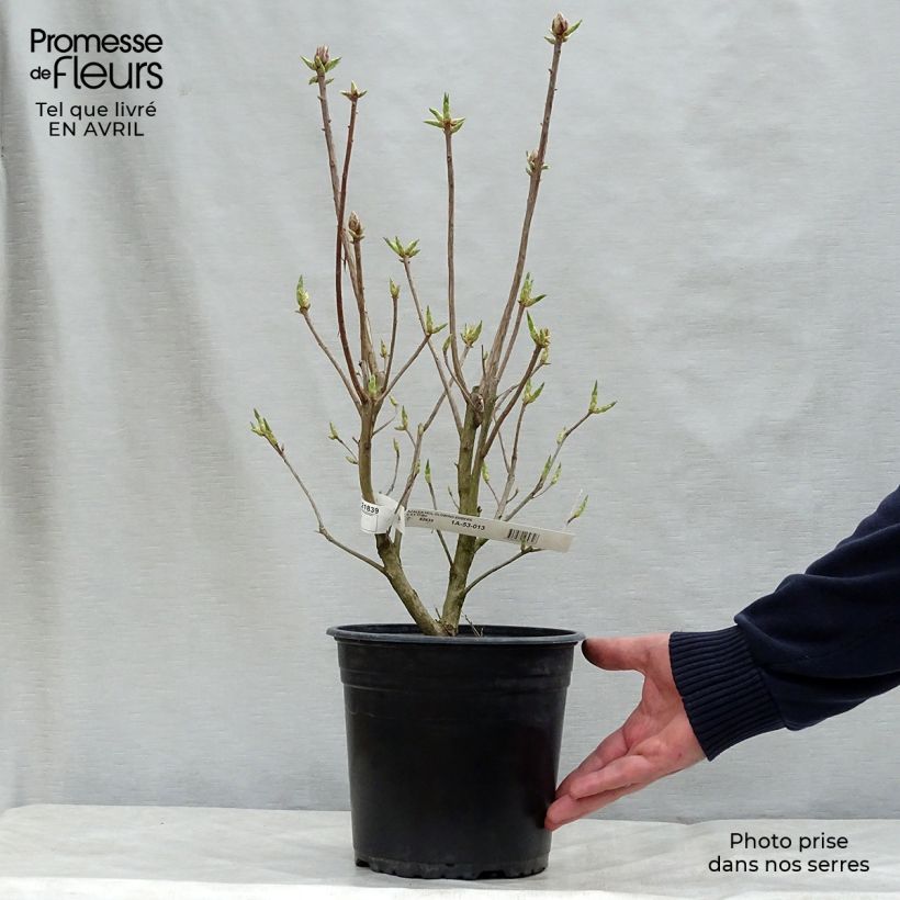 Exemplar von Sommergrüne Azalee Glowing Embers - Azalea mollis Topf mit 4L/5L wie im Frühjahr geliefert