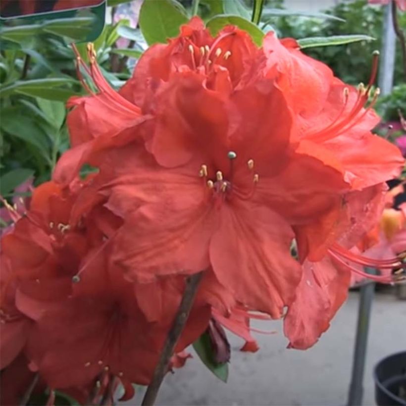 Sommergrüne Azalee Satan - Azalea mollis (Flowering)