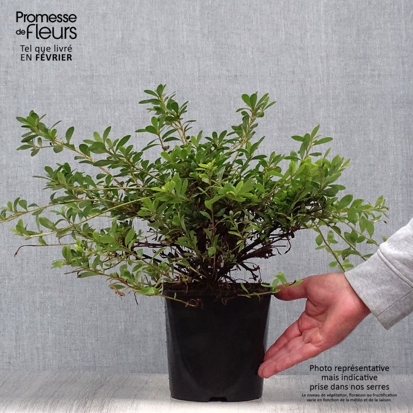 Example of Japanische Azalee Pink Cascade - Azalea nakaharae Topf mit 2L/3L as you get in automne