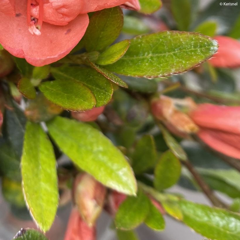 Japanische Azalee Pink Cascade - Azalea nakaharae (Foliage)