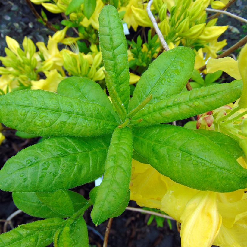 Sommergrüne Azalee Anneke - Azalea (Foliage)