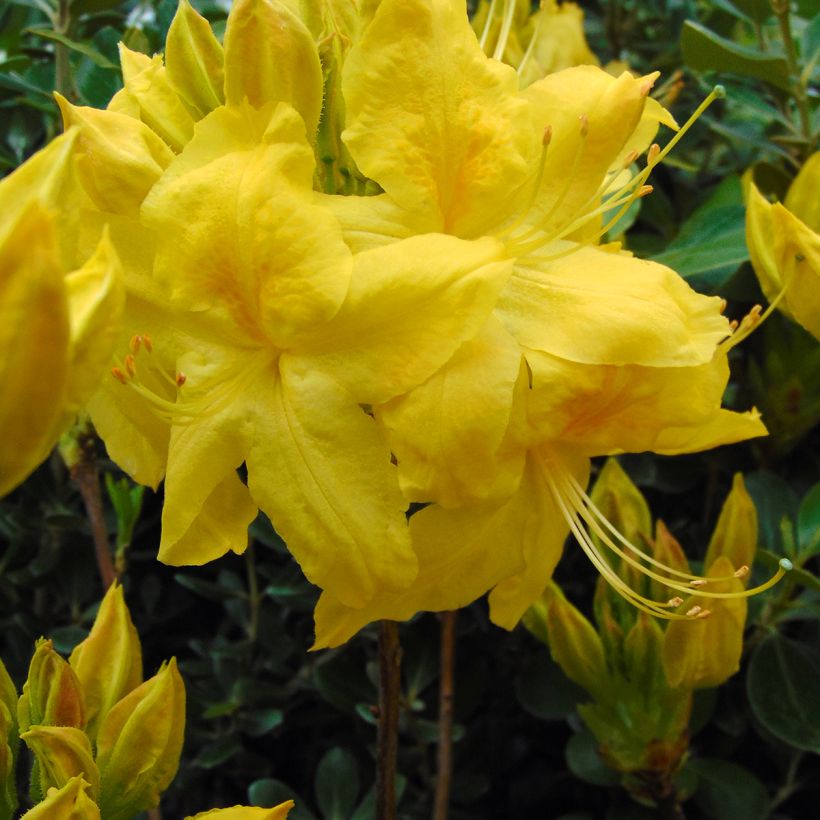 Sommergrüne Azalee Anneke - Azalea (Flowering)