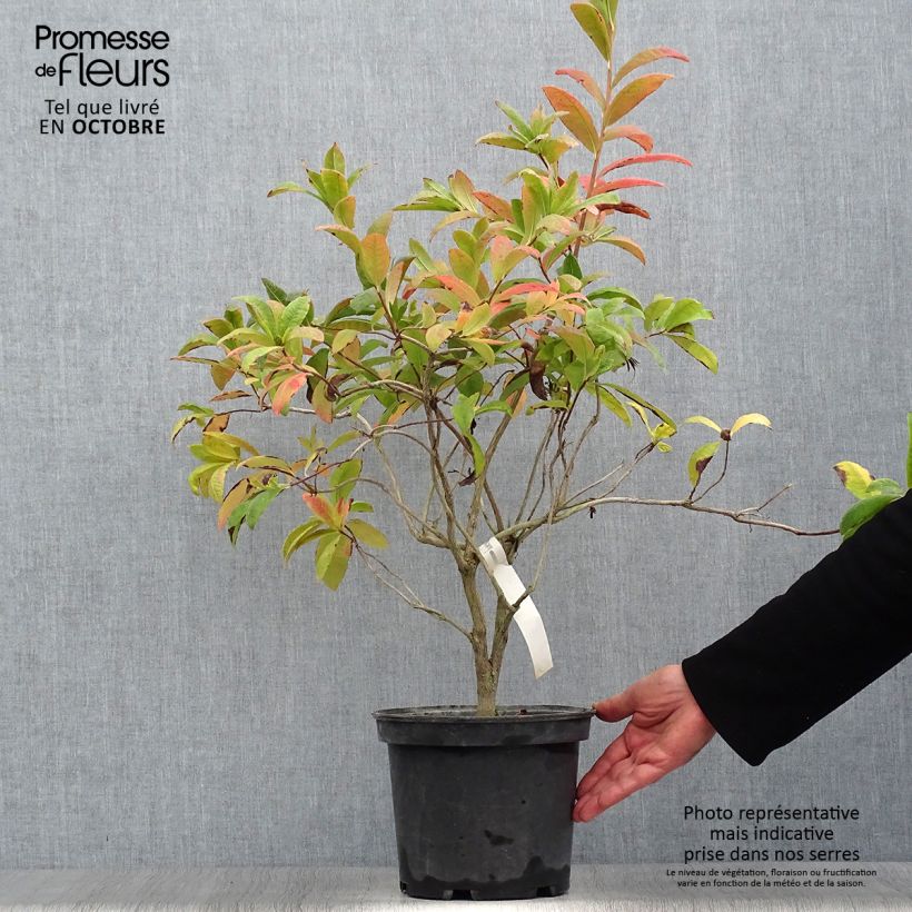 Example of Sommergrüne Azalee Anneke - Azalea Topf mit 4L/5L as you get in automne
