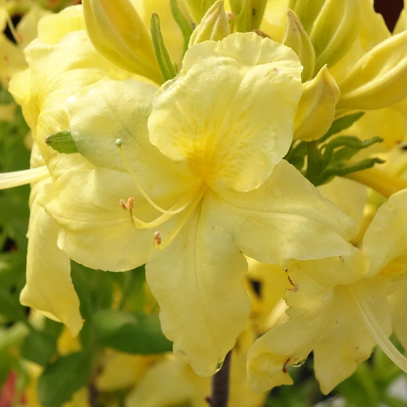 Sommergrüne Azalee Anneke - Azalea (Blüte)