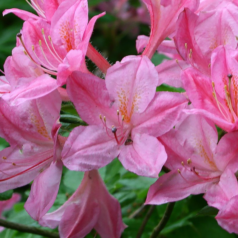 Azalea viscosum Rosata - Sommergrüne Azalee (Flowering)