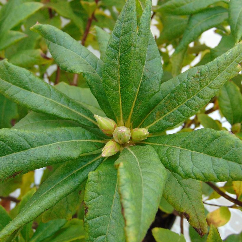 Sommergrüne Azalee Irene Koster - Azalea x occidentale im 4L./5L. Topf. (Foliage)