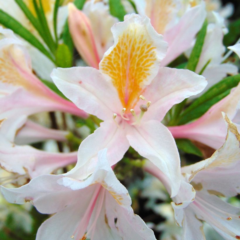 Sommergrüne Azalee Irene Koster - Azalea x occidentale im 4L./5L. Topf. (Flowering)
