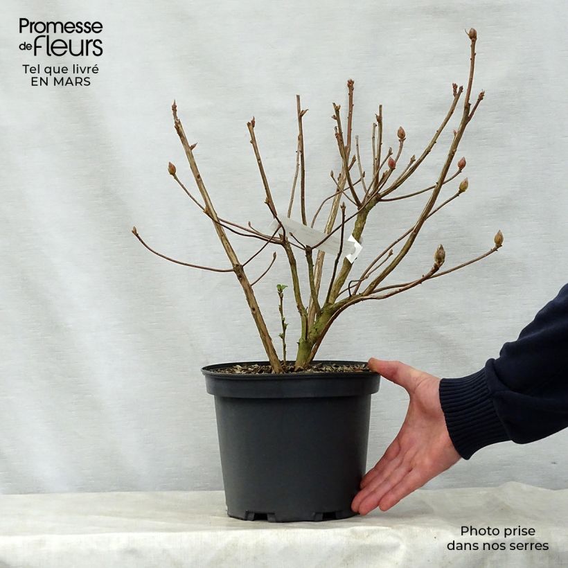 Exemplar von Sommergrüne Azalee Berry Rose - Azalea Topf mit 4L/5L wie im Frühjahr geliefert