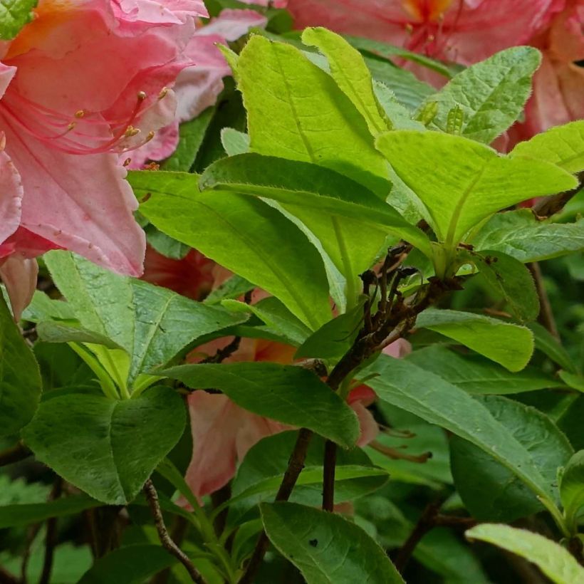 Sommergrüne Azalee Cecile - Azalea mollis (Foliage)