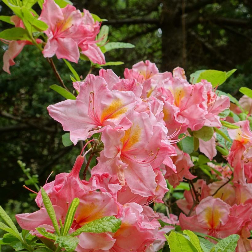Sommergrüne Azalee Cecile - Azalea mollis (Flowering)