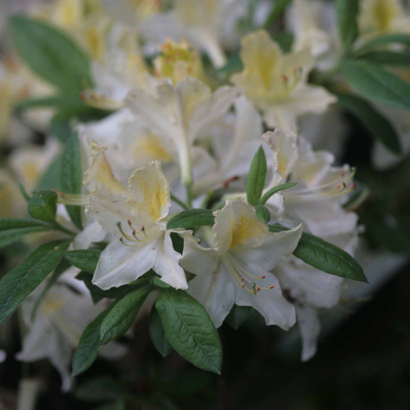Sommergrüne Azalee Daviesii - Azalea mollis (Flowering)