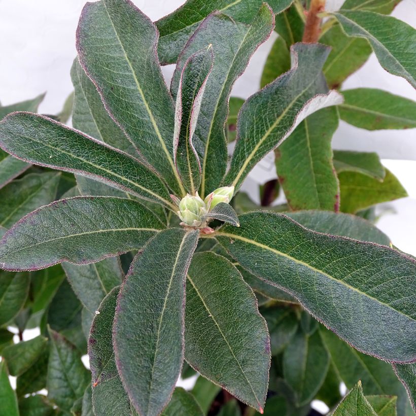 Sommergrüne Azalee Daviesii - Azalea mollis (Foliage)