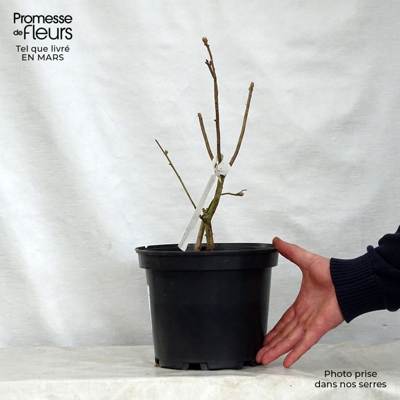 Exemplar von Sommergrüne Azalee Daviesii - Azalea mollis Topf mit 4L/5L wie im Frühjahr geliefert