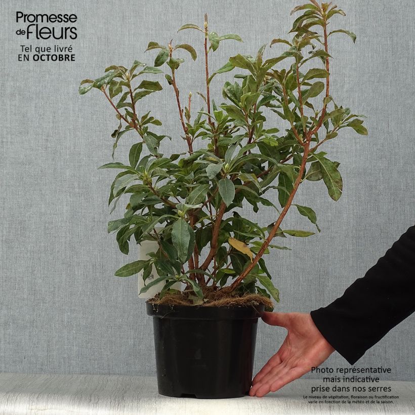 Example of Sommergrüne Azalee Daviesii - Azalea mollis Topf mit 4L/5L as you get in automne