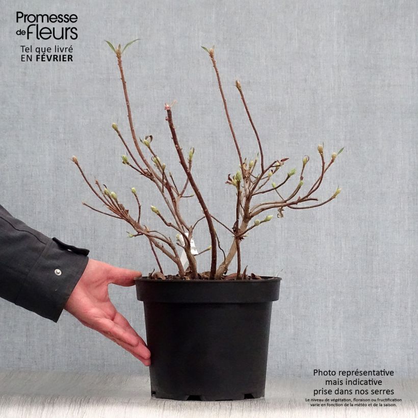 Exemplar von Sommergrüne Azalee Daviesii - Azalea mollis Topf mit 4L/5L wie im Winter geliefert