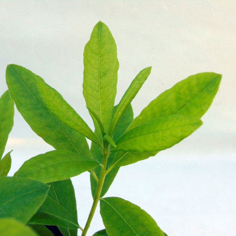Sommergrüne Azalee Delicatissima - Azalea (Foliage)