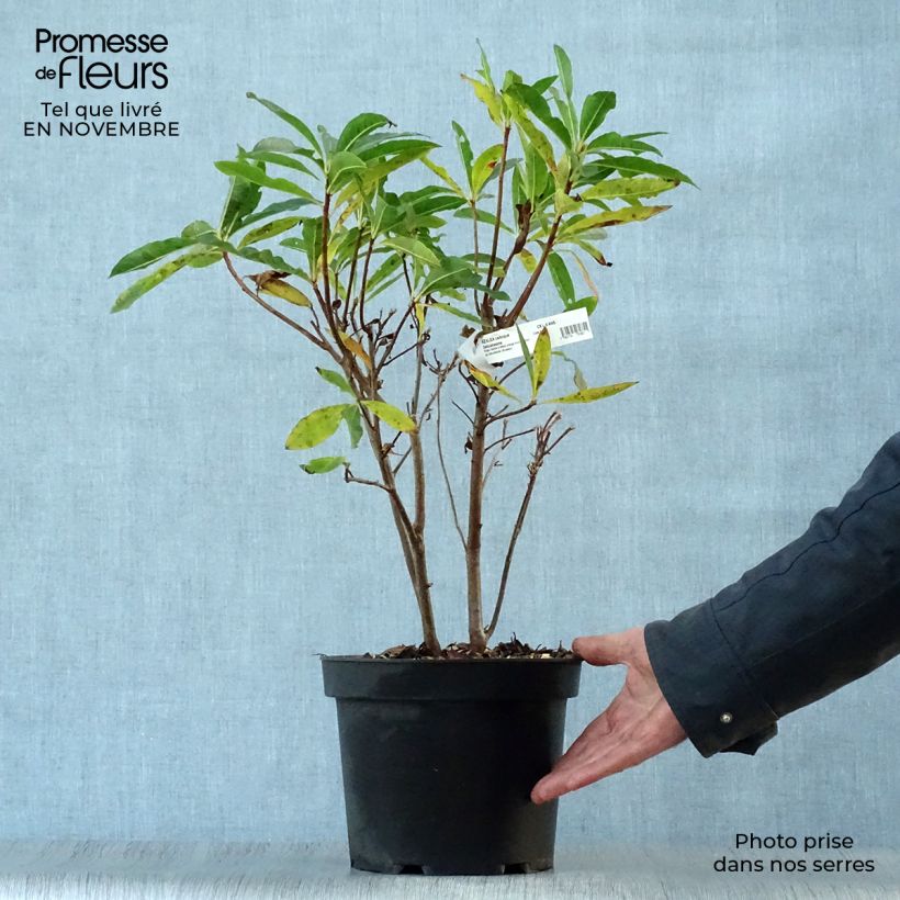 Example of Sommergrüne Azalee Delicatissima - Azalea Topf mit 4L/5L as you get in automne