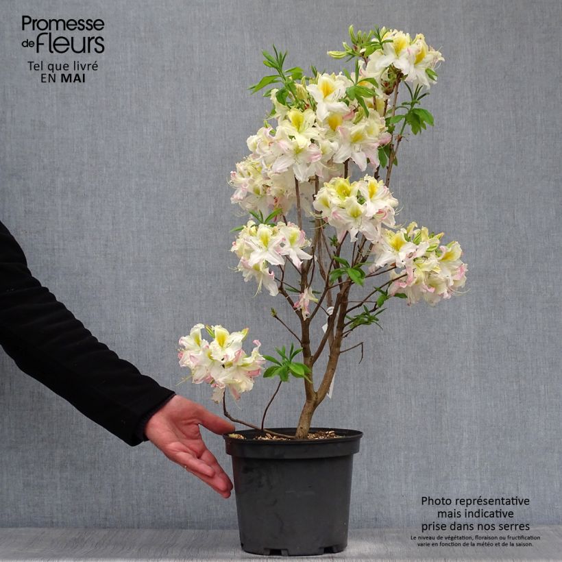 Exemplar von Sommergrüne Azalee Demoiselles de Boutiguery Kassia - Azalea mollis Topf mit 4L/5L wie im Frühjahr geliefert