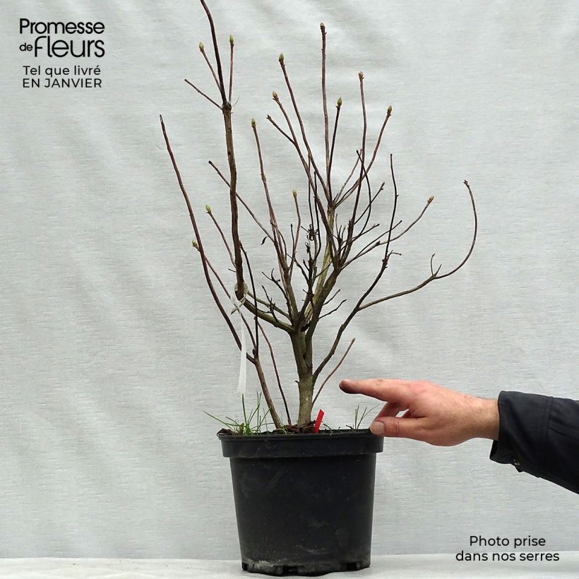 Exemplar von Sommergrüne Azalee Fire Ball - Azalea Topf mit 4L/5L wie im Winter geliefert