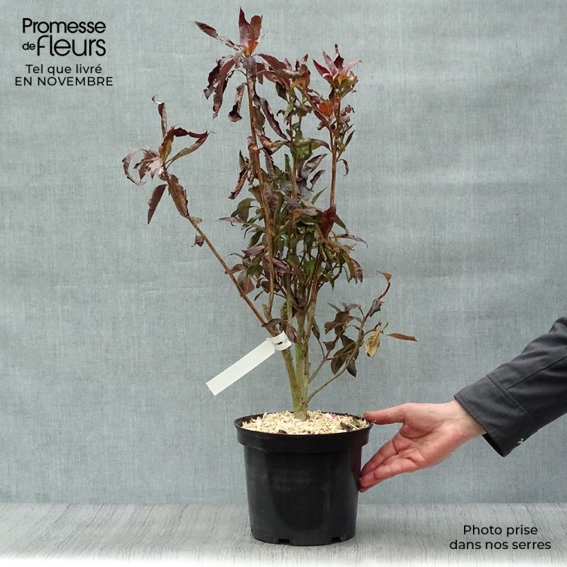 Example of Sommergrüne Azalee Fire Ball - Azalea Topf mit 4L/5L as you get in automne