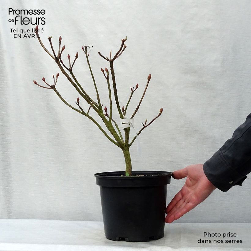 Exemplar von Sommergrüne Azalee Fire Ball - Azalea Topf mit 4L/5L wie im Frühjahr geliefert