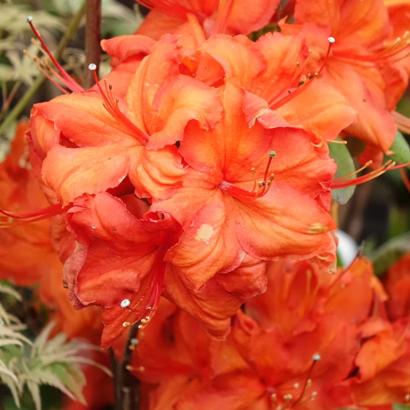 Sommergrüne Azalee Fire Ball - Azalea (Blüte)