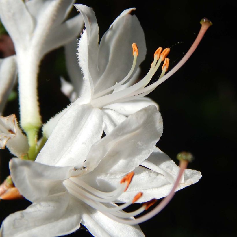 Sommergrüne Azalee Fragrant Star - Azalea (Flowering)
