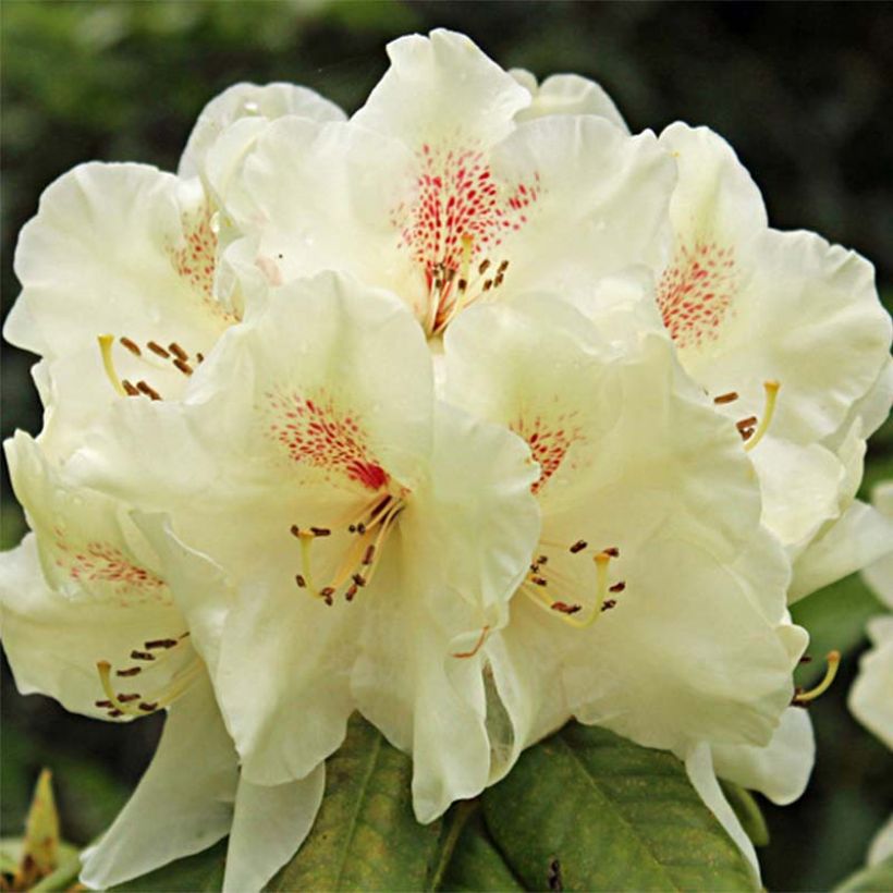 Sommergrüne Azalee Harvest Moon - Azalea mollis (Flowering)