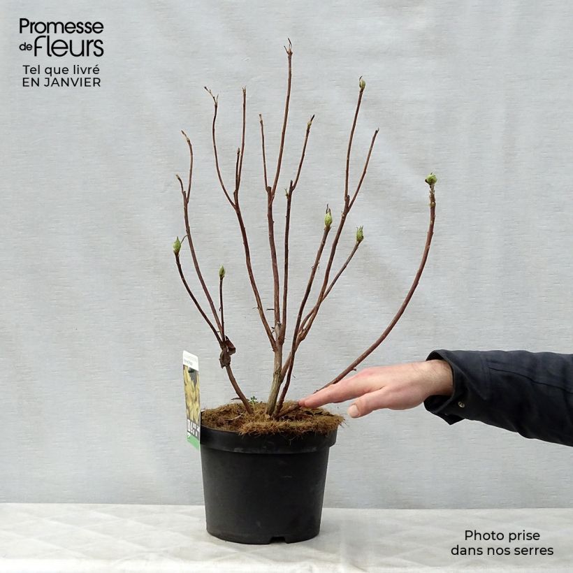 Exemplar von Sommergrüne Azalee Harvest Moon - Azalea mollis Topf mit 4L/5L wie im Winter geliefert