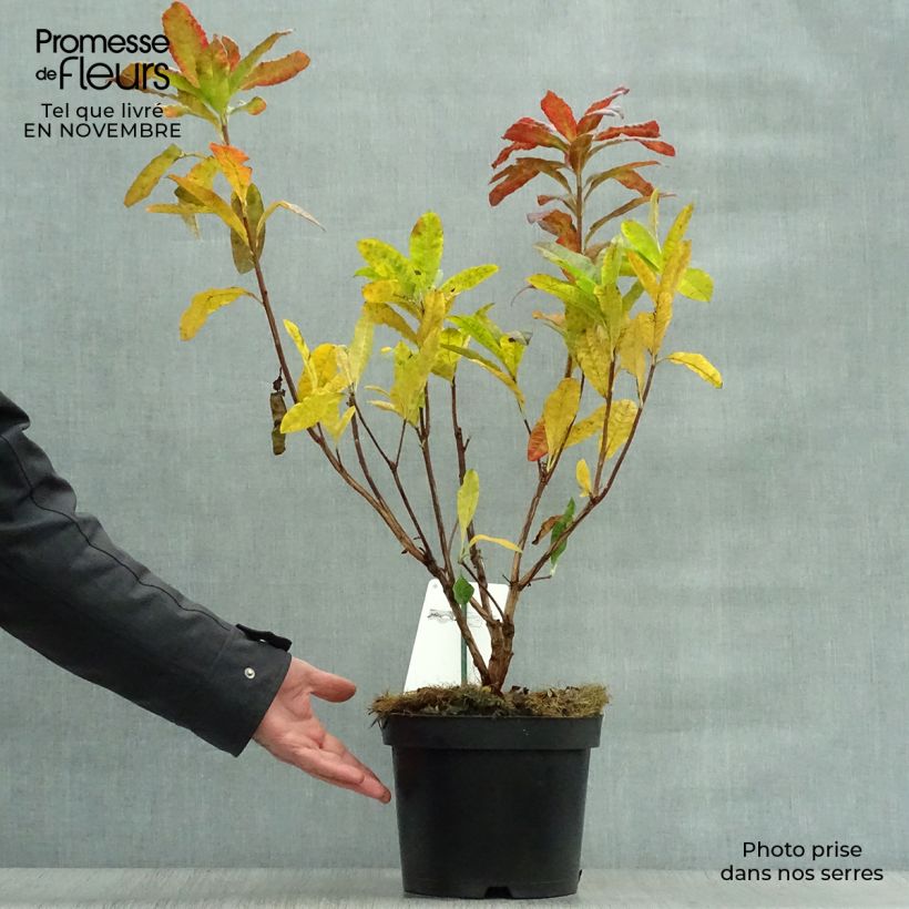 Example of Sommergrüne Azalee Harvest Moon - Azalea mollis Topf mit 4L/5L as you get in automne
