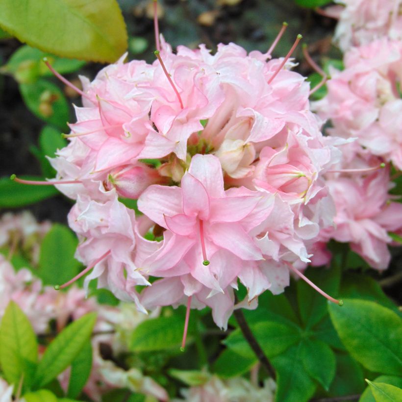 Sommergrüne Azalee Homebush - Azalea (Flowering)