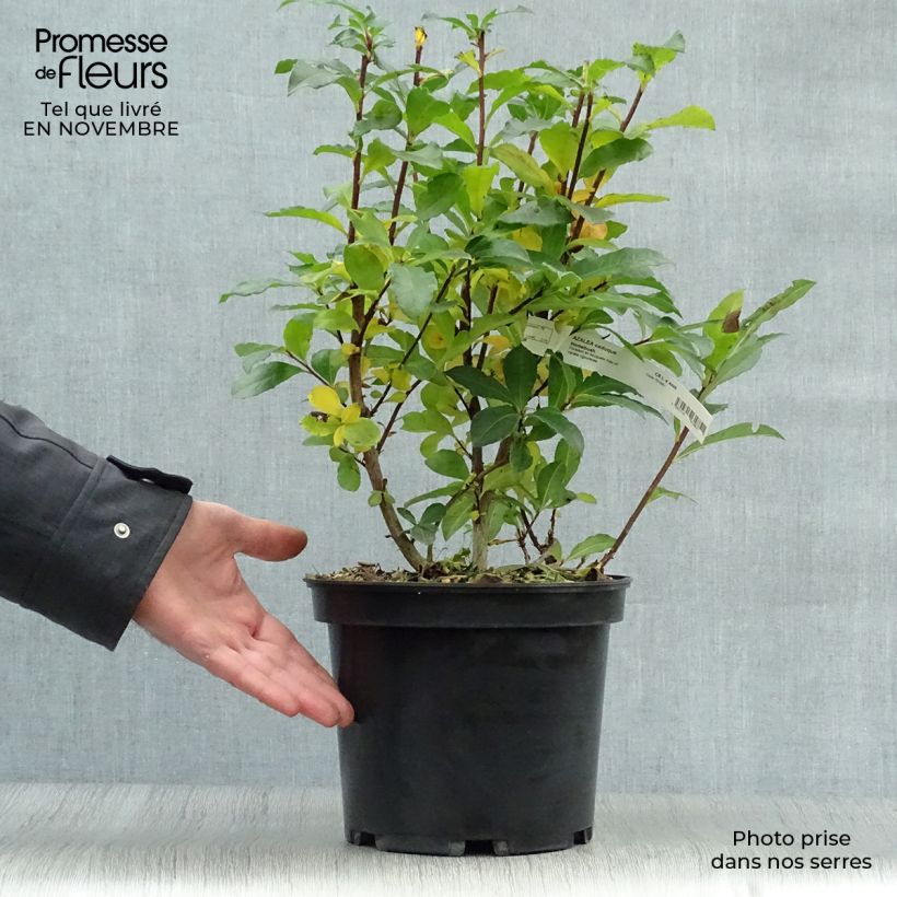 Example of Sommergrüne Azalee Homebush - Azalea Topf mit 4L/5L as you get in automne