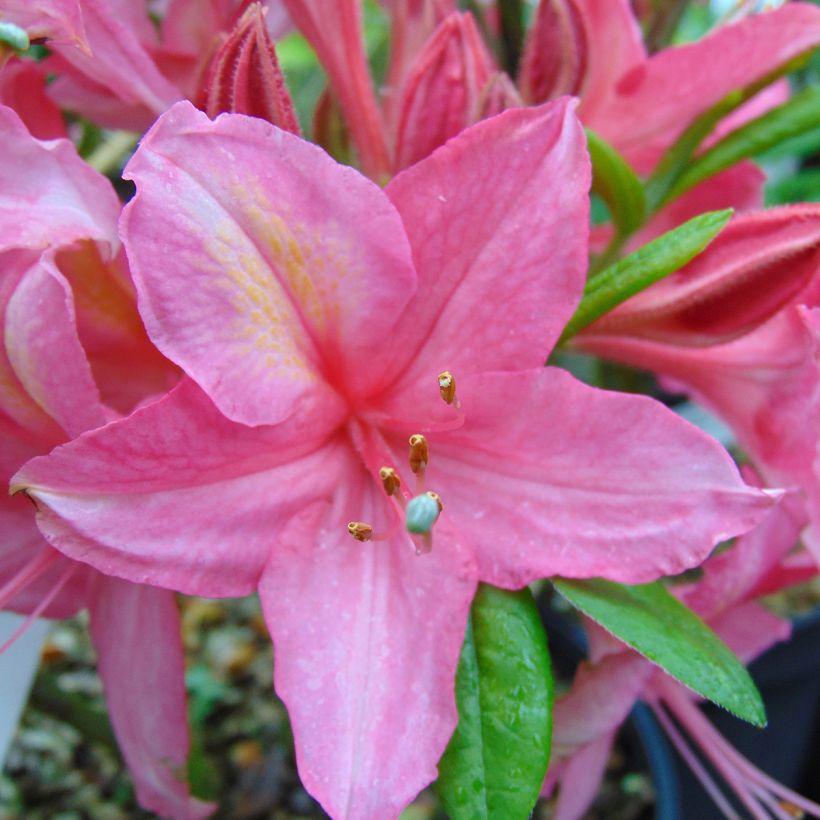 Azalea viscosum Jolie Madame - Sommergrüne Azalee (Flowering)