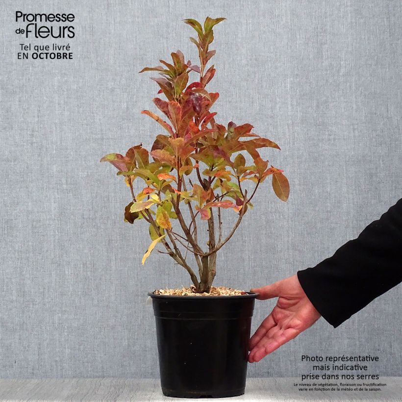 Example of Azalea viscosum Jolie Madame - Sommergrüne Azalee Topf mit 3L/4L as you get in automne
