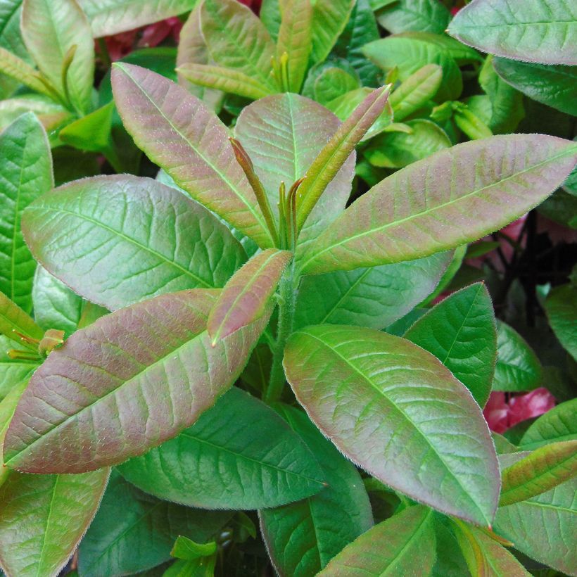 Sommergrüne Azalee Kilian - Azalea (Foliage)