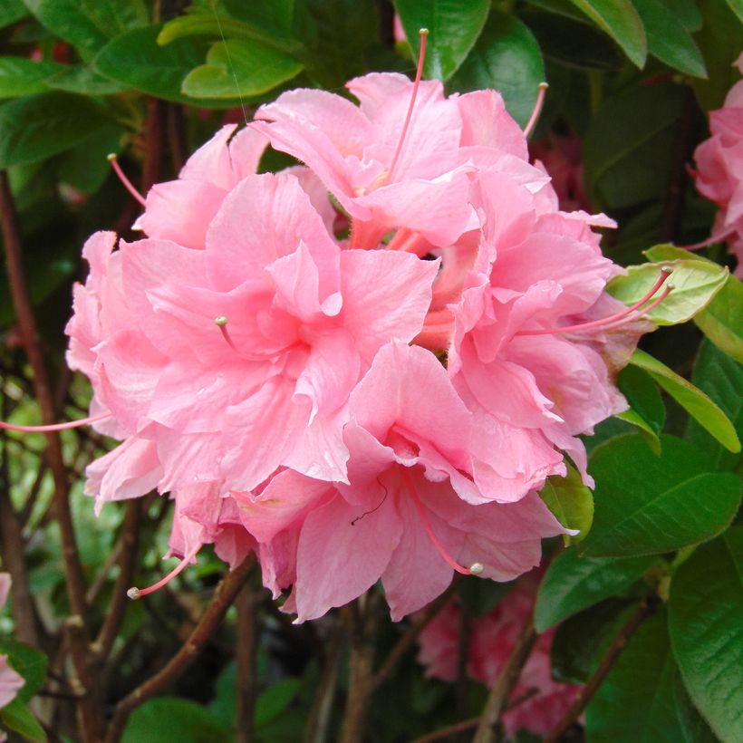 Sommergrüne Azalee Kilian - Azalea (Flowering)