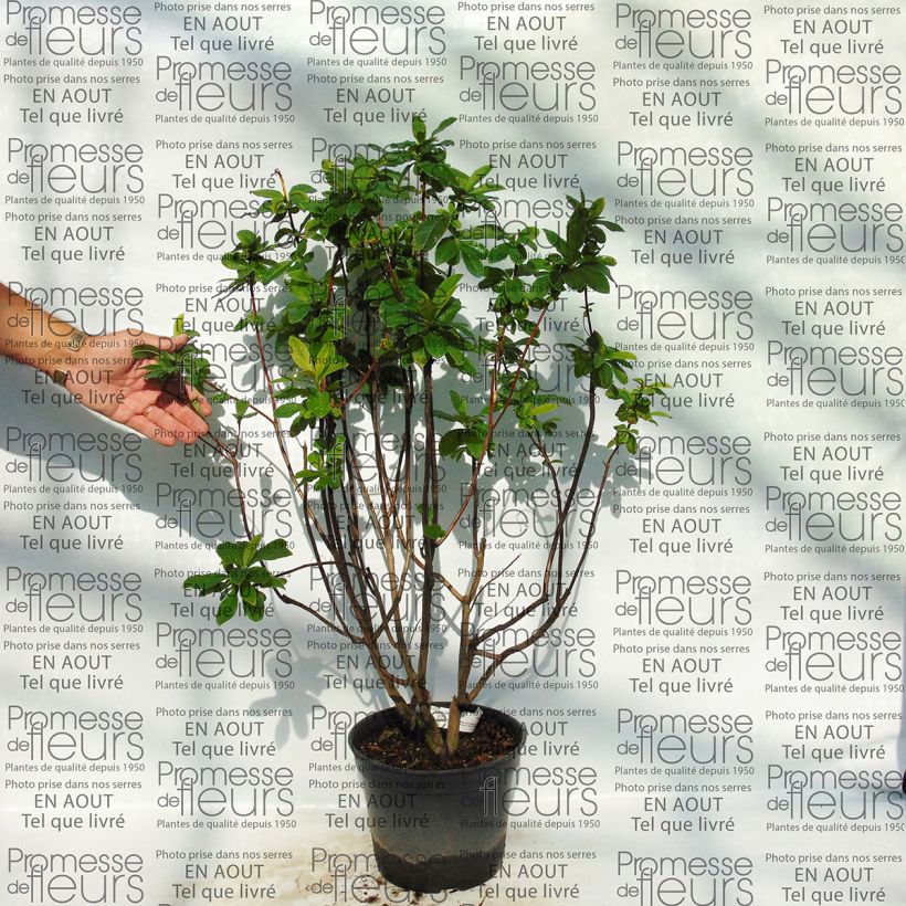 Example of Sommergrüne Azalee Kilian - Azalea Topf mit 4L/5L as you get
