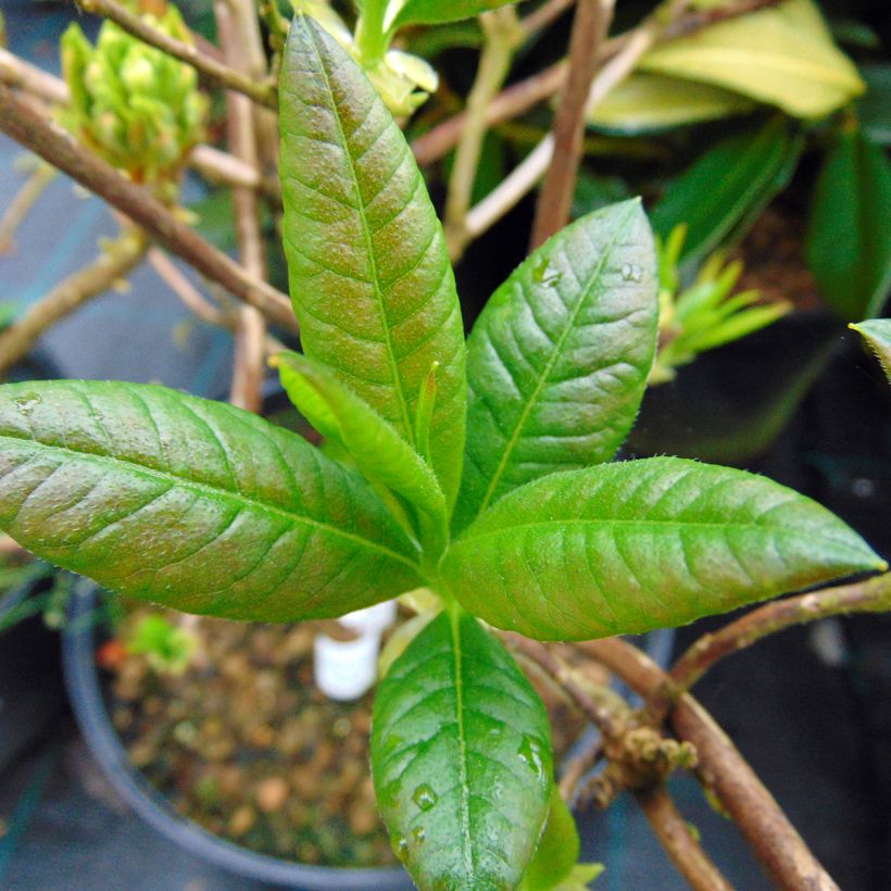 Sommergrüne Azalee Klondyke - Azalea mollis (Foliage)