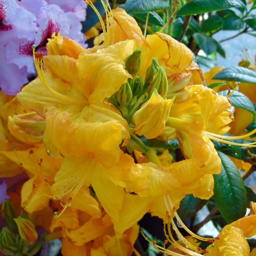 Sommergrüne Azalee Klondyke - Azalea mollis (Flowering)