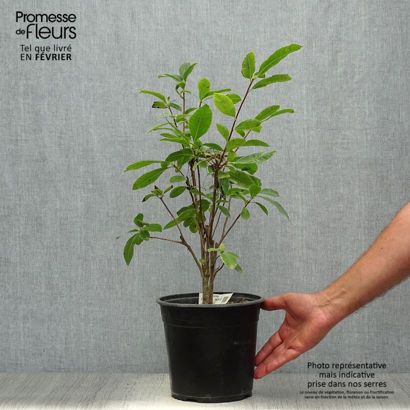 Example of Sommergrüne Azalee Klondyke - Azalea mollis Topf mit 4L/5L as you get in automne