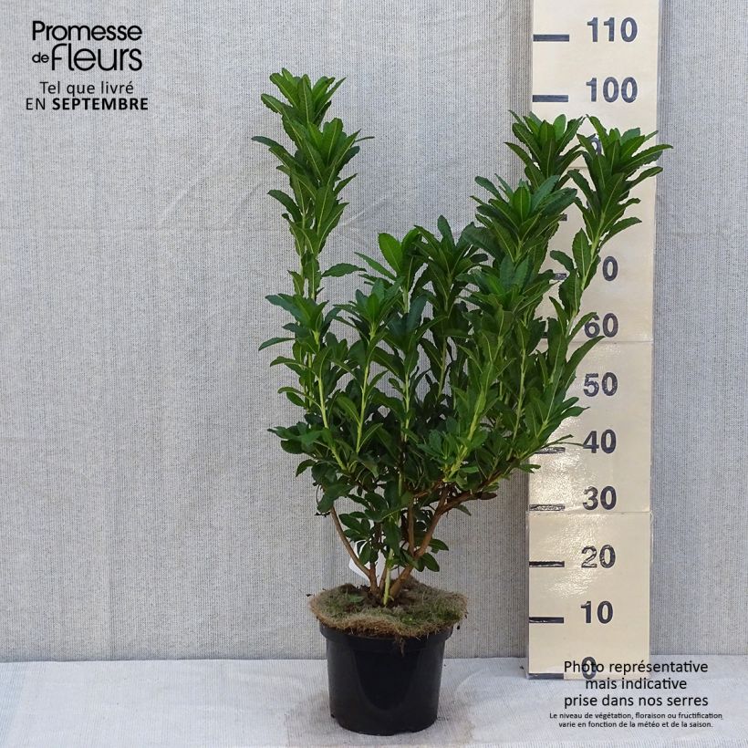 Example of Sommergrüne Azalee Koster's Brilliant Red - Azalea mollis Topf mit 4L/5L as you get in automne