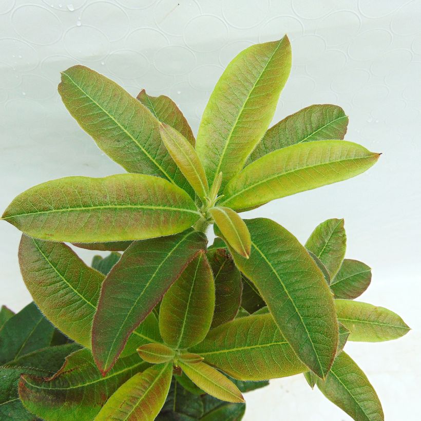 Japanische Azalee Lingot d'Or - Azalea (Foliage)