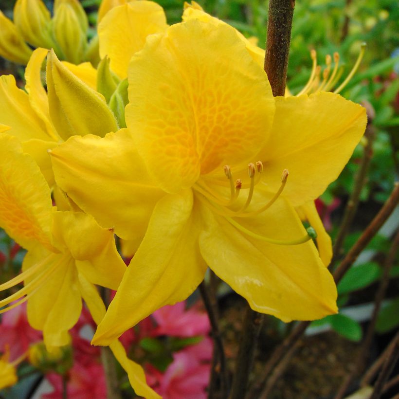 Japanische Azalee Lingot d'Or - Azalea (Flowering)