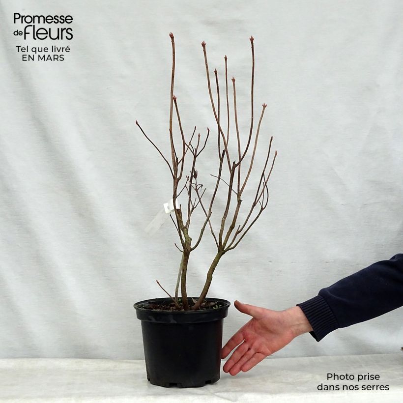 Exemplar von Sommergrüne Azalee Mount Rainier - Azalea Topf mit 4L/5L wie im Frühjahr geliefert