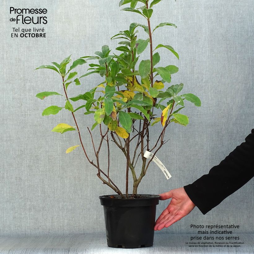 Example of Sommergrüne Azalee Mount Rainier - Azalea Topf mit 4L/5L as you get in automne