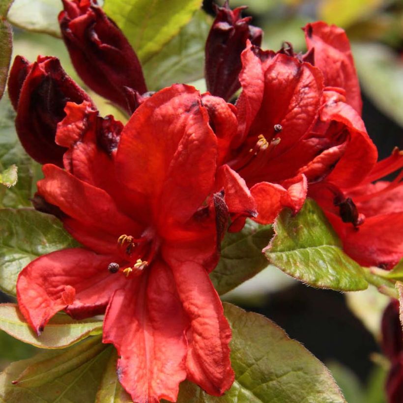 Sommergrüne Azalee Nabucco - Azalea luteum (Flowering)